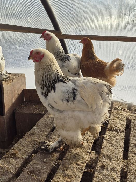 Продам чистопородных петухов Брама