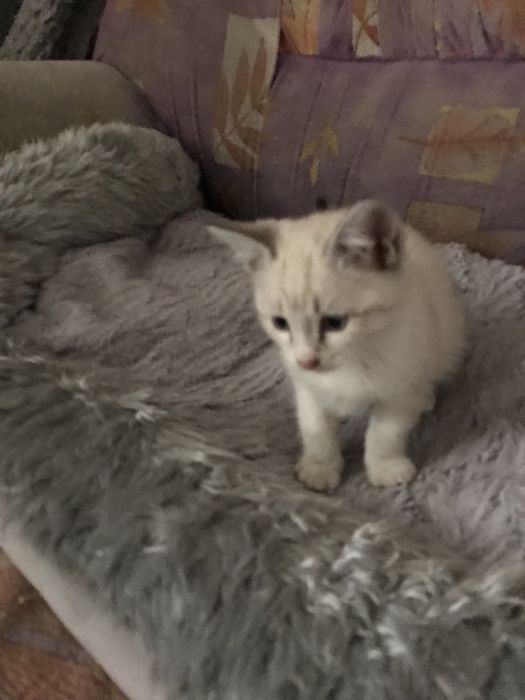 :) Сиамские котята