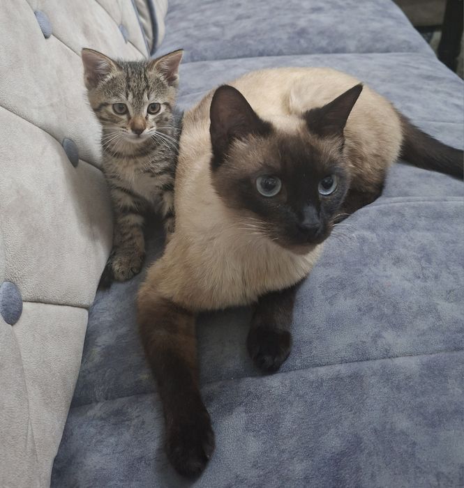 “Siam tipidagi chiroyli mushuk va mushukcha sotiladi”