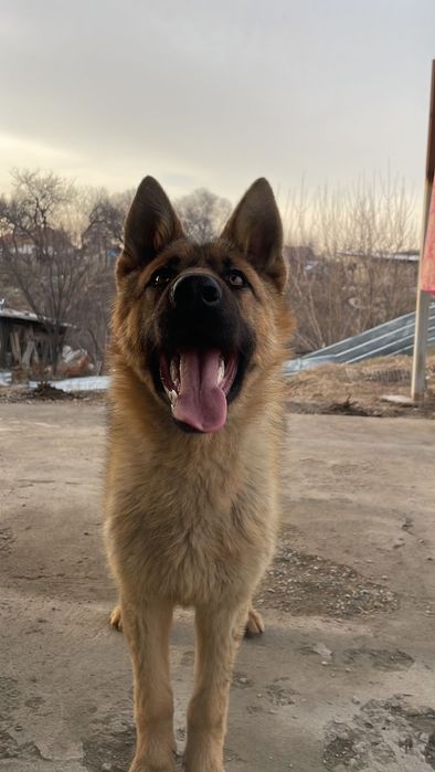 Немецкая овчарка