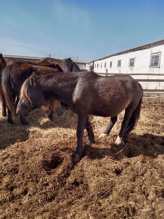 Лошадь жеребая 6 лет