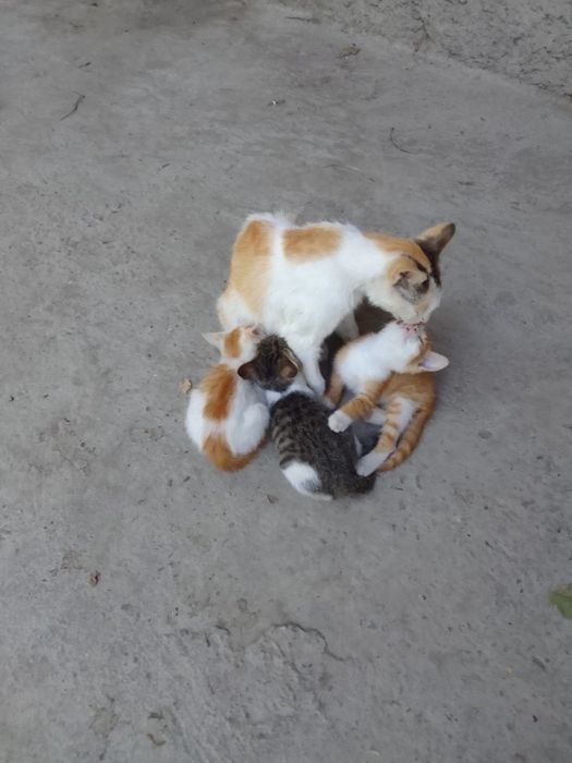 Котята 2 месяца, два мальчика и девочка в добрые руки