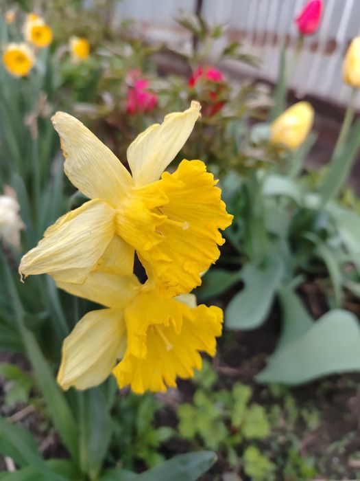 Нарциссы Рассада.