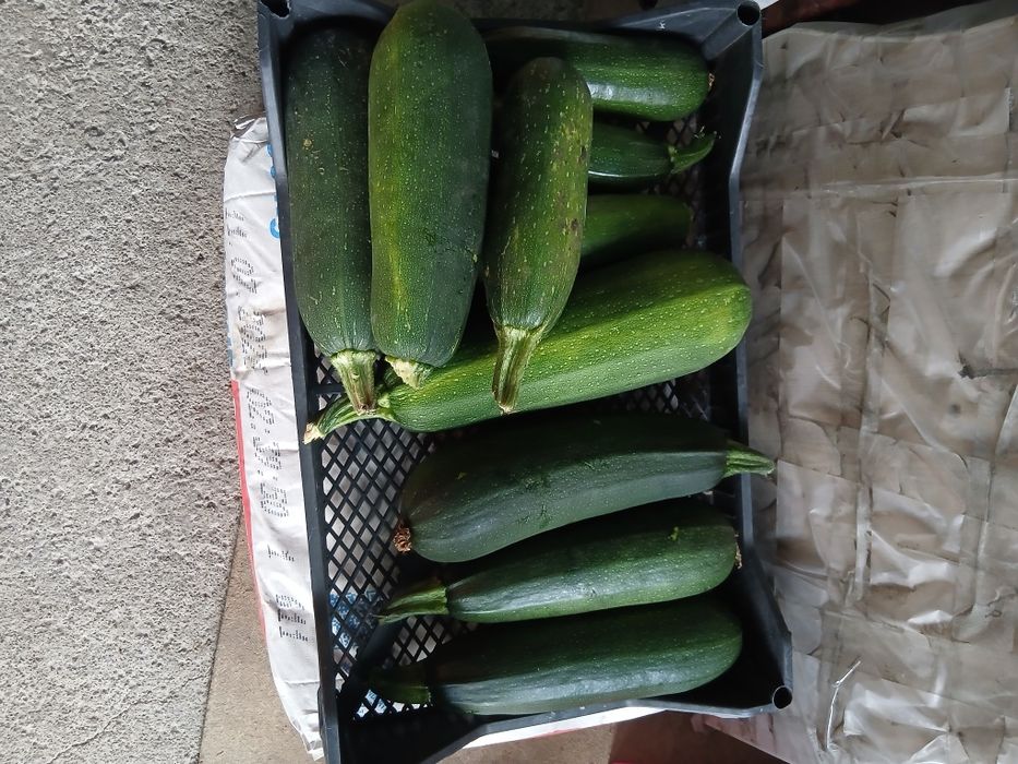 Продам кабачки !