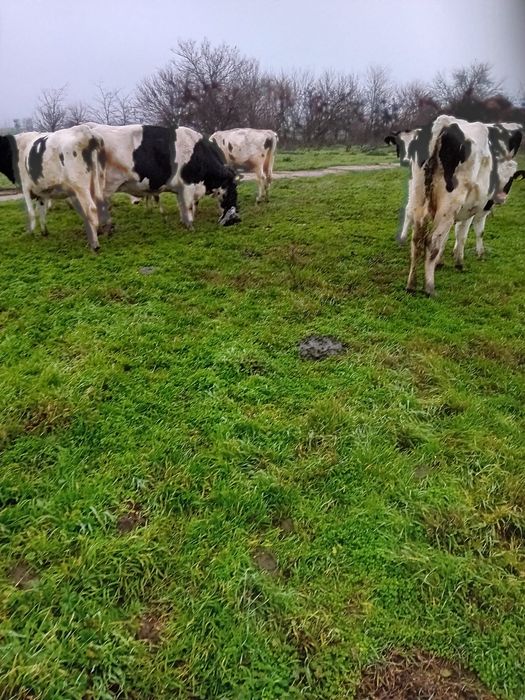 Vand 30 de vaci-junici si vaci de lapte,Holstein&Baltata Romaneasca