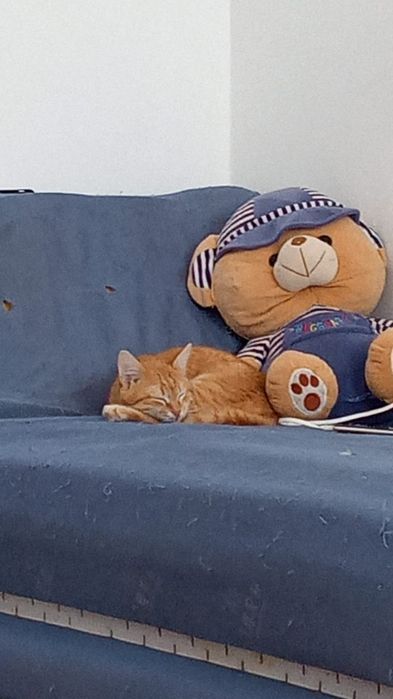 Срочна мысык берем