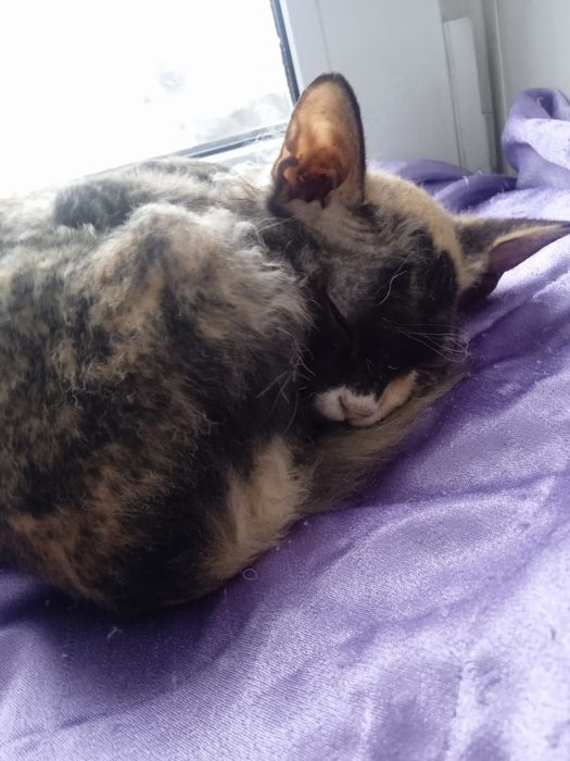 Котята корнишы смесь