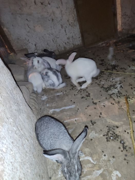 Quyonlar sotiladi oʻgʻil qiz 2tadan 7da