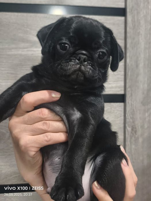 Очаровательные щенки мопса.