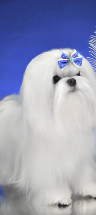 Вязка мальтийская болонка