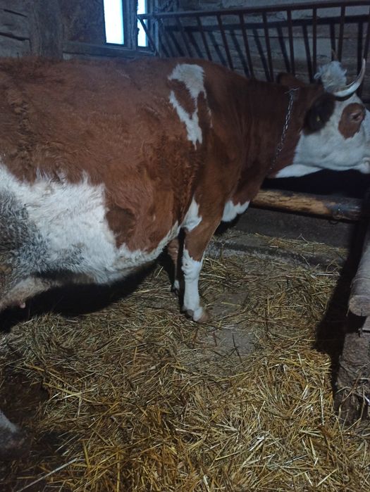 Vând vacă cu lapte