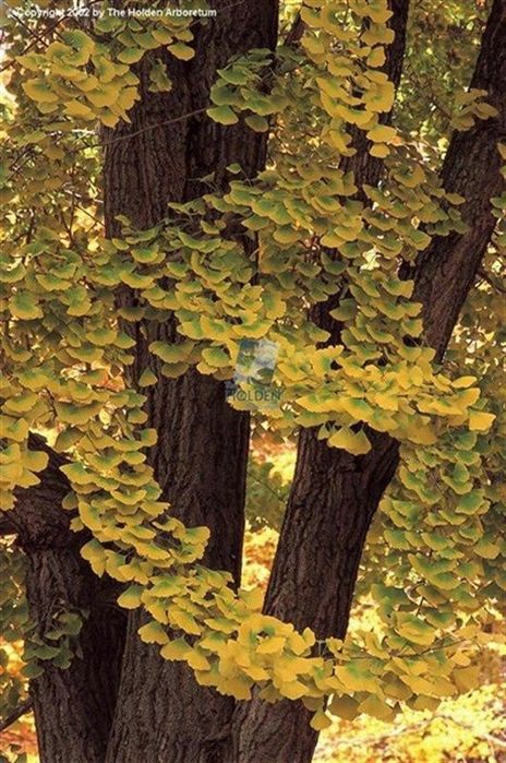 Ginko Biloba ...