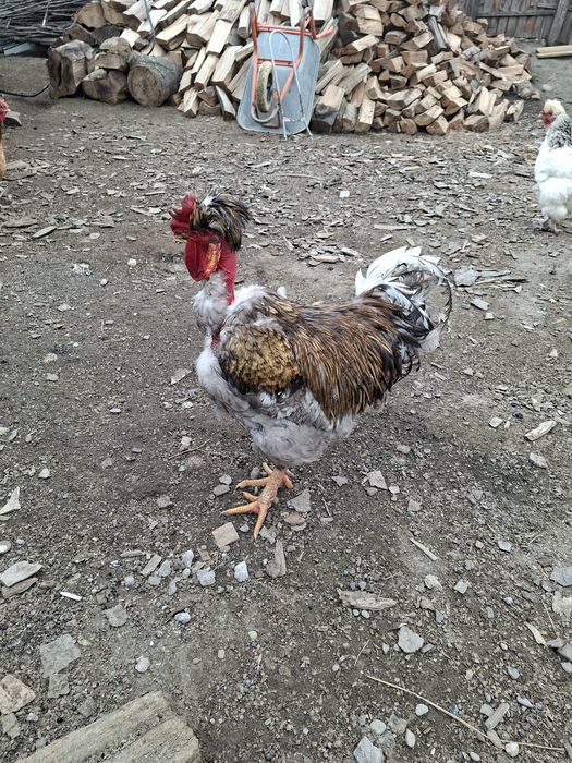 Cocoș golaș moțat