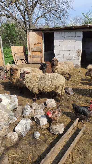 oi de vinzare un berbec zece oi si 3melute