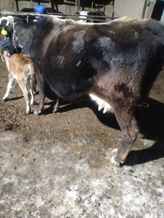 Сиыр бұзауымен сатылады