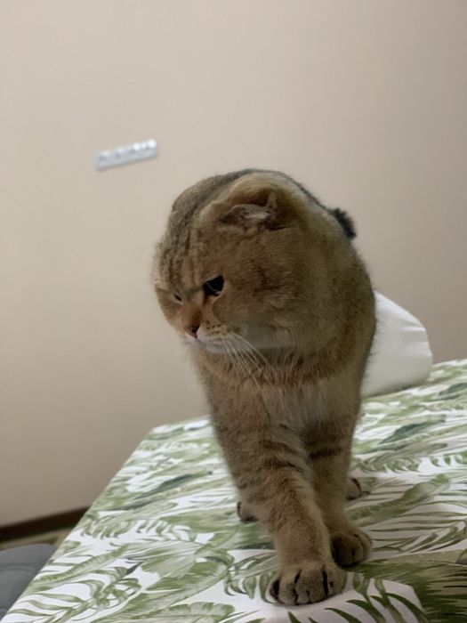 Вязка! Nasil olish!