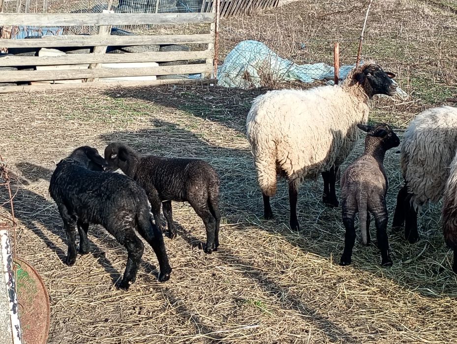 Vând oi bune pentru ținut ,4 oi ,4 miei și 1 berbec,carabașă de Teleor