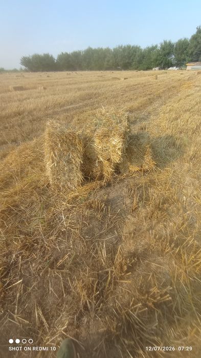 Somon pres bor chorva uchun razmerlari 80+