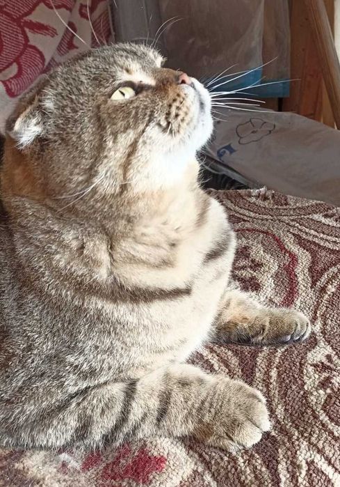 В добрые руки шотландского вислоухого.