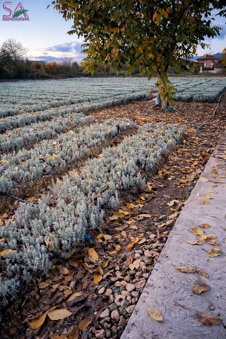 Butași de lavandă 1 an cantități mari