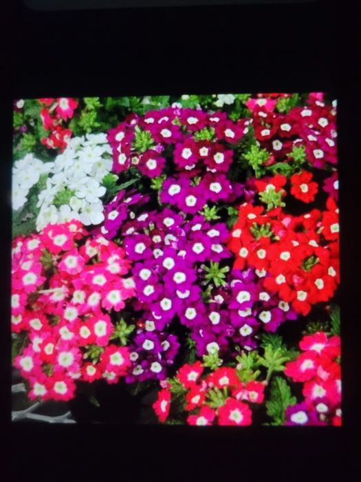 Продам рассаду овощей и цветов