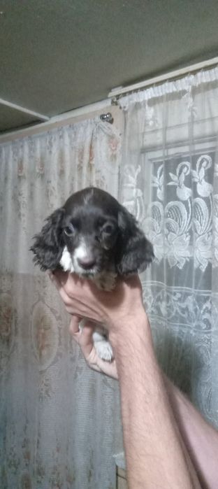 Продам щенков русского спаниеля.