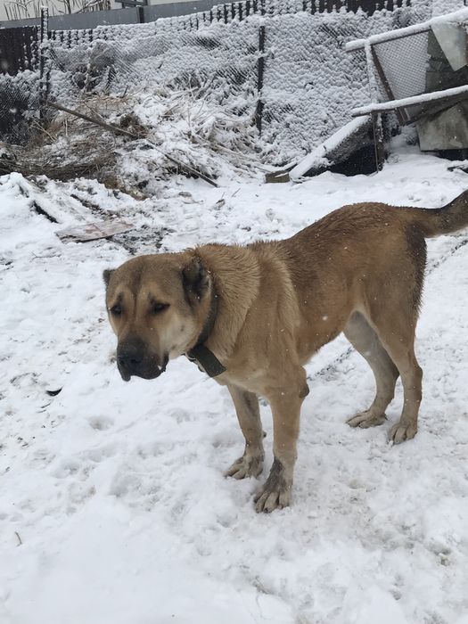 продам алабая