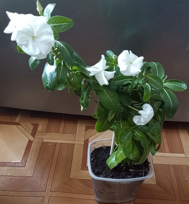 Катарантус, Глоксинию, стапелию продаю.