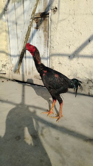 Тозза конли жужа