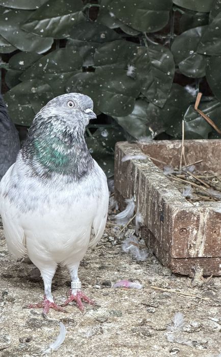 Zburatori de budapesta .parintii si 2 pui