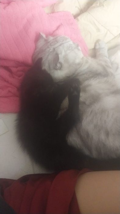 Котенок,примерно 4 месеца