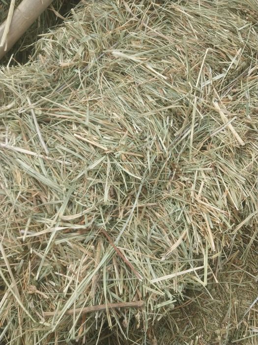 Майда шөп свежий.