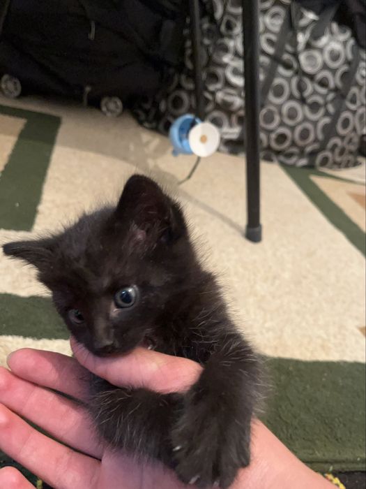 Шотландский Черный котенок