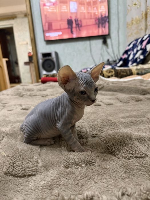 Продаются котята Сфинкс