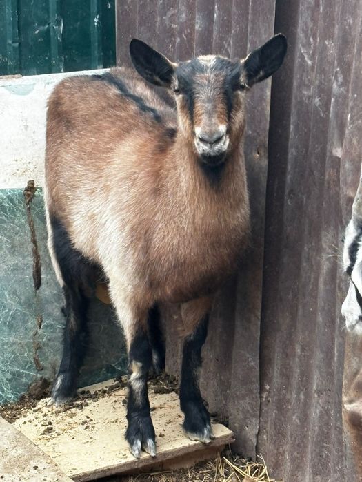 Ешкі альпи керемет