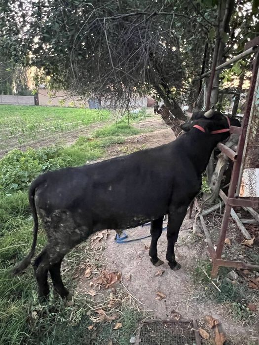 Buqachalar sotiladi soni 2 ta