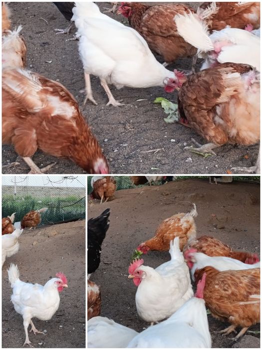 Продам домашних курочек