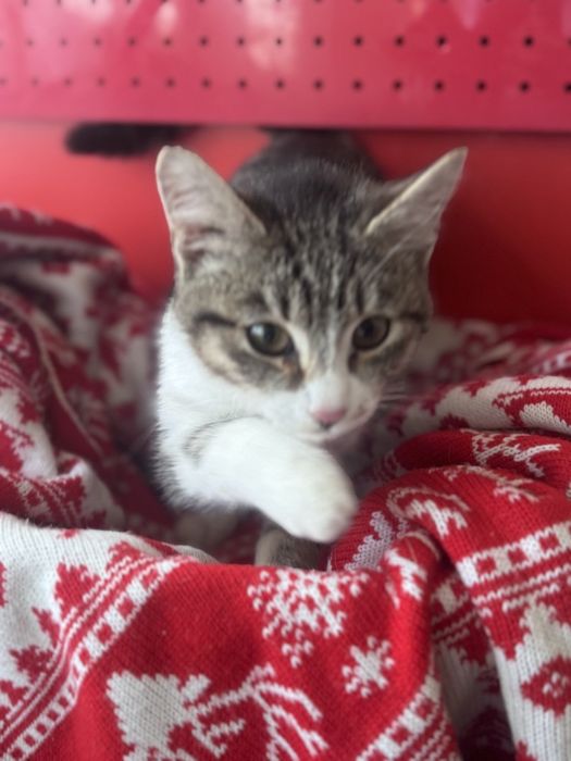 Отдам котёнка бесплатно