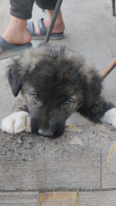 Продаётся щенок пример такой будет