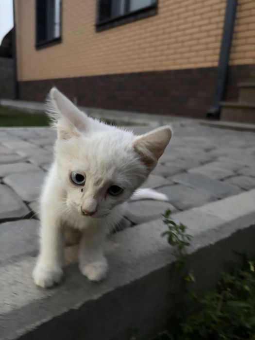 Белый пушистый Котенок