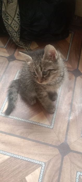 Mushuk bolalari uyda boqilgan