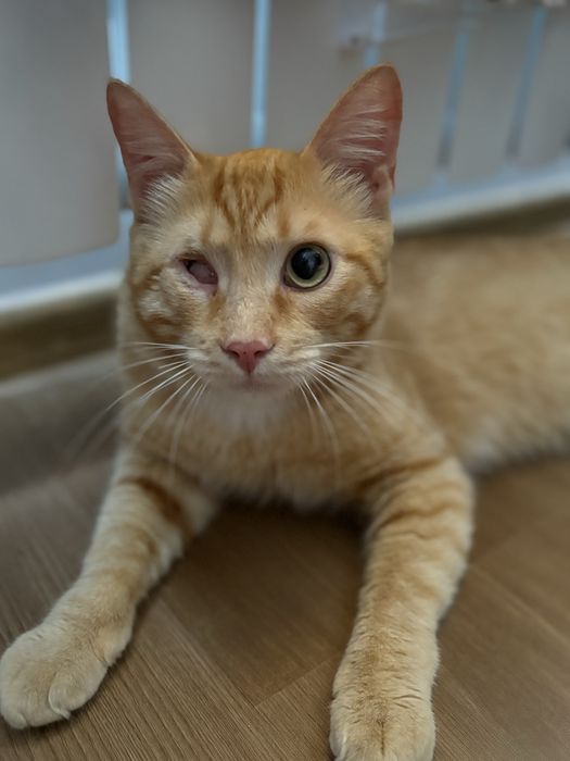 Особенный котик ищет дом