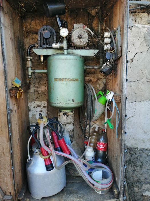 Mulgătoare vaci Westfalia
