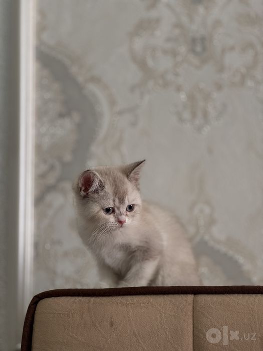 Срочно продактся порозистая кошка шиншила