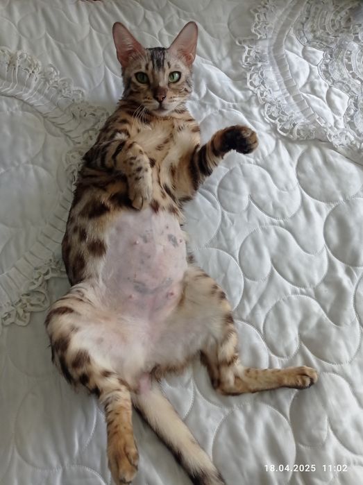 Бенгальский кошка