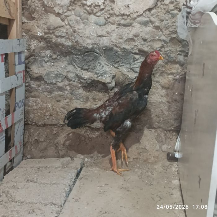 Joʻja horoz sotilad tovu par yahshi narsa arzon narxda!