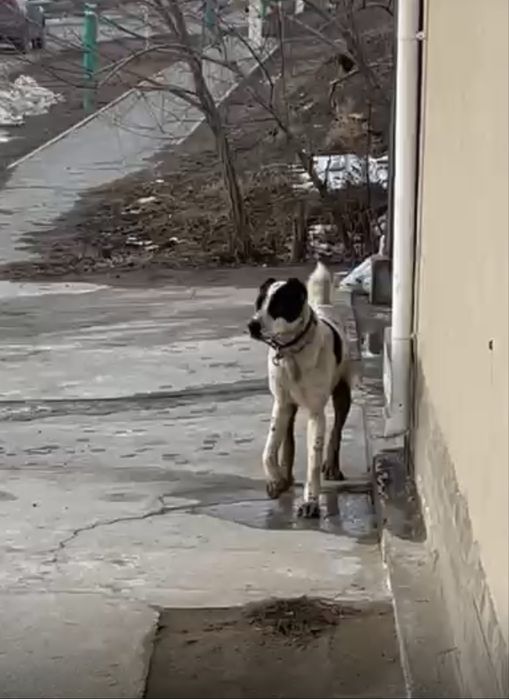 Алабай сатылады улкен жаксы