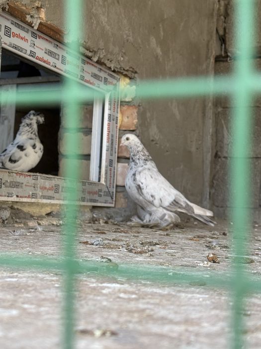 Продам голубей разных мастей