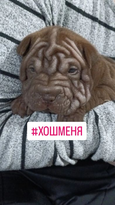 Щенки Шарпея премиум класса