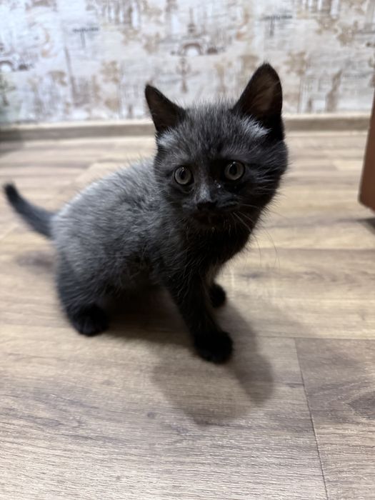 Отдам котенка кошечка